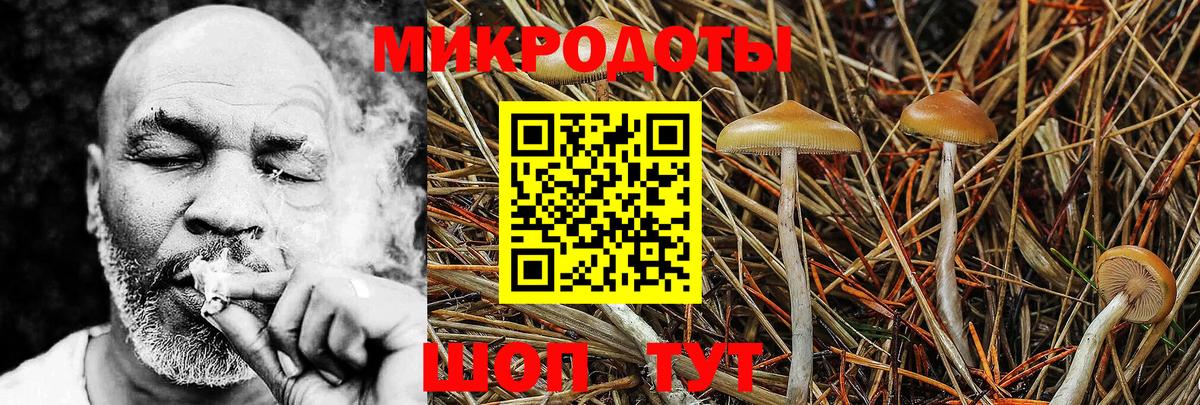 Псилоцибиновые грибы Psilocybine cubensis Лесной